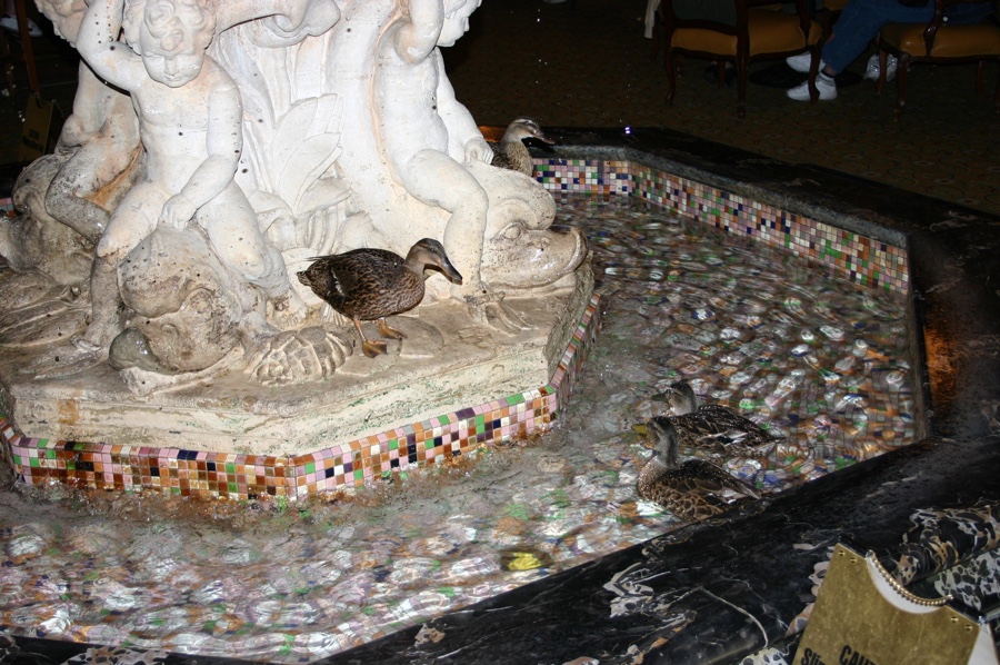 peabody ducks - canards