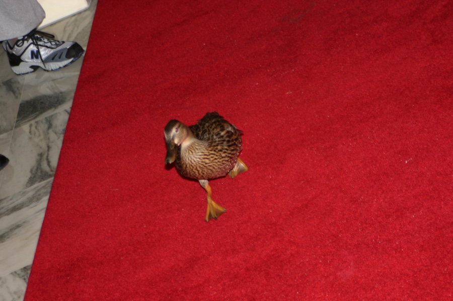 peabody ducks - canards